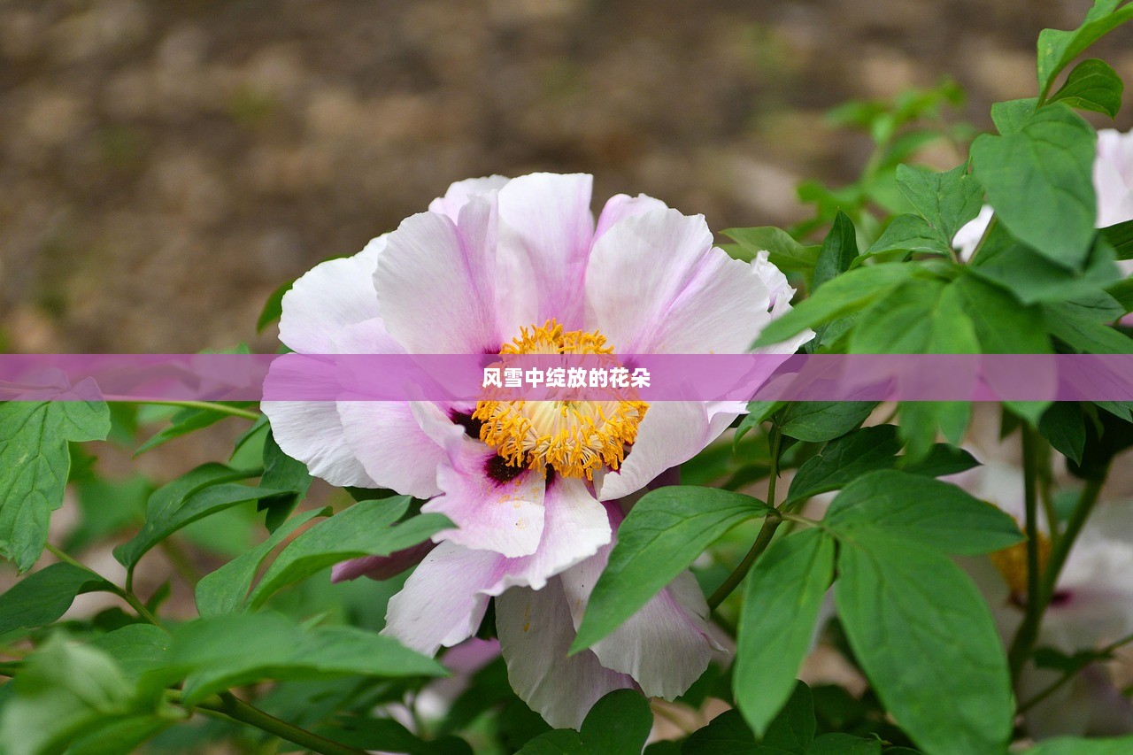 风雪中绽放的花朵