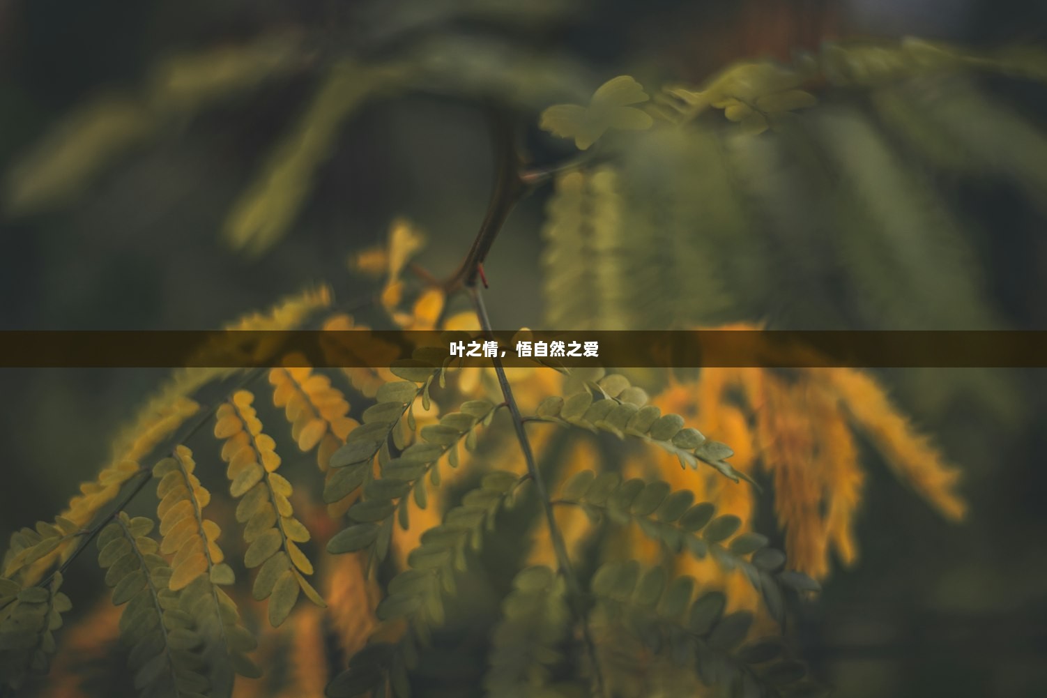 叶之情，悟自然之爱