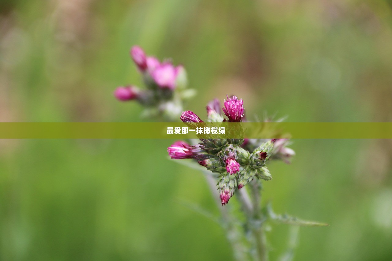 最爱那一抹橄榄绿