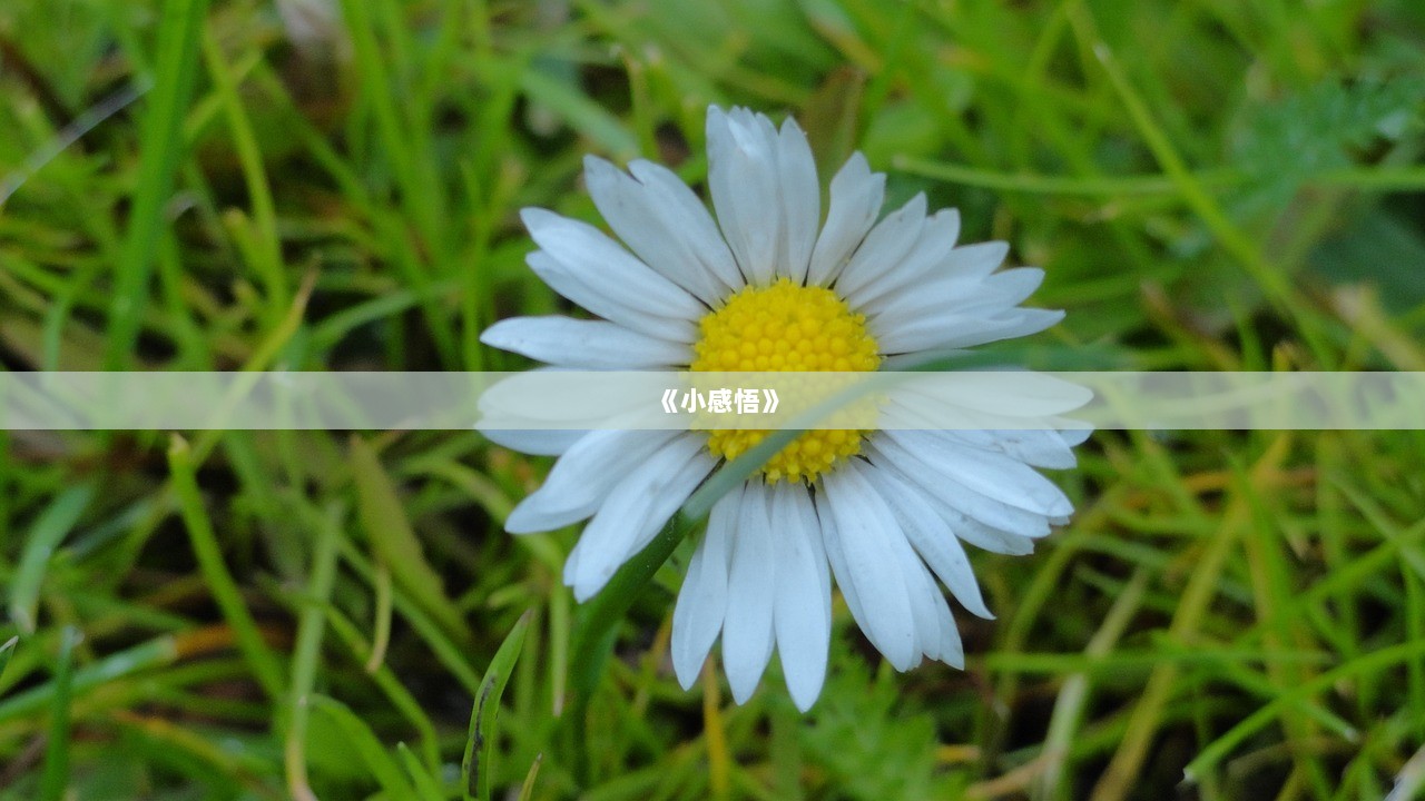 《小感悟》