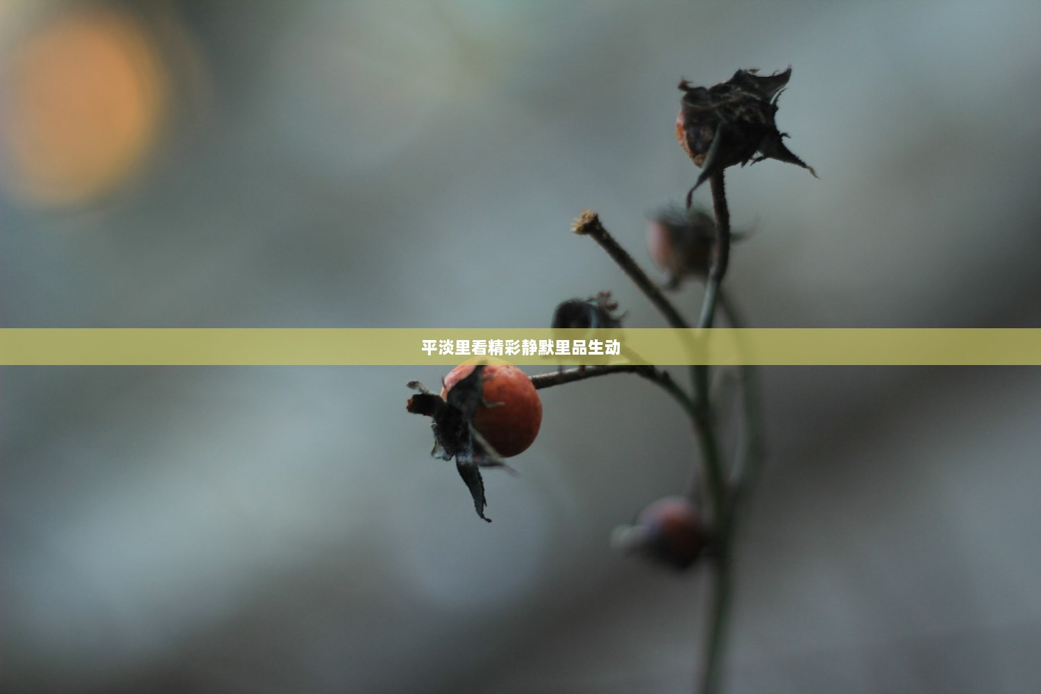 平淡里看精彩静默里品生动