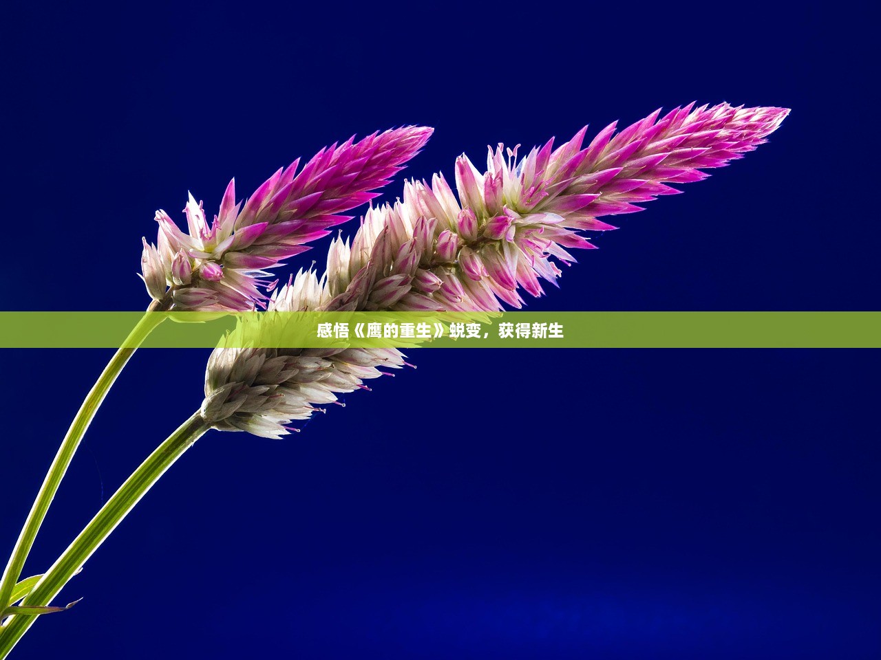 感悟《鹰的重生》蜕变，获得新生
