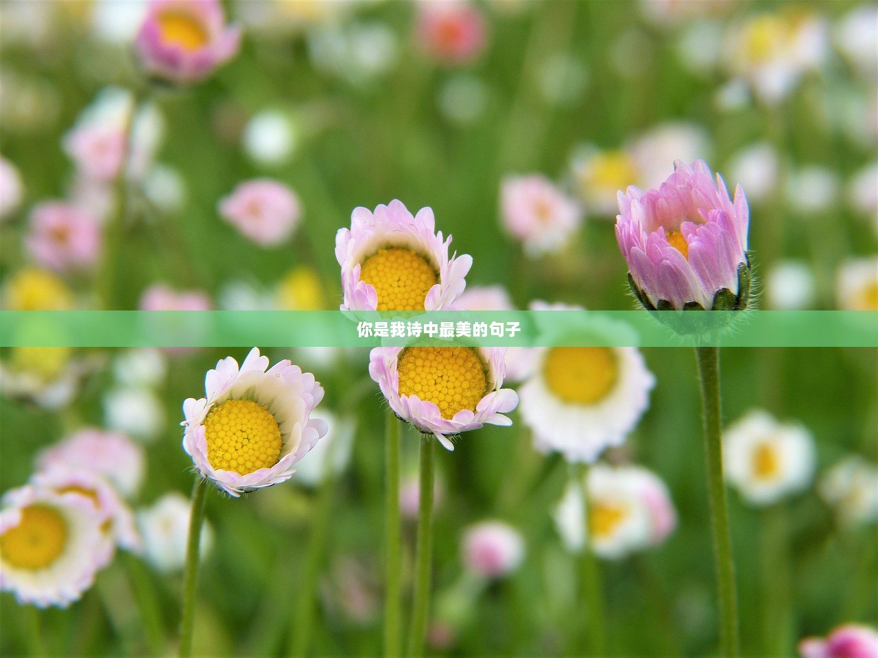 你是我诗中最美的句子
