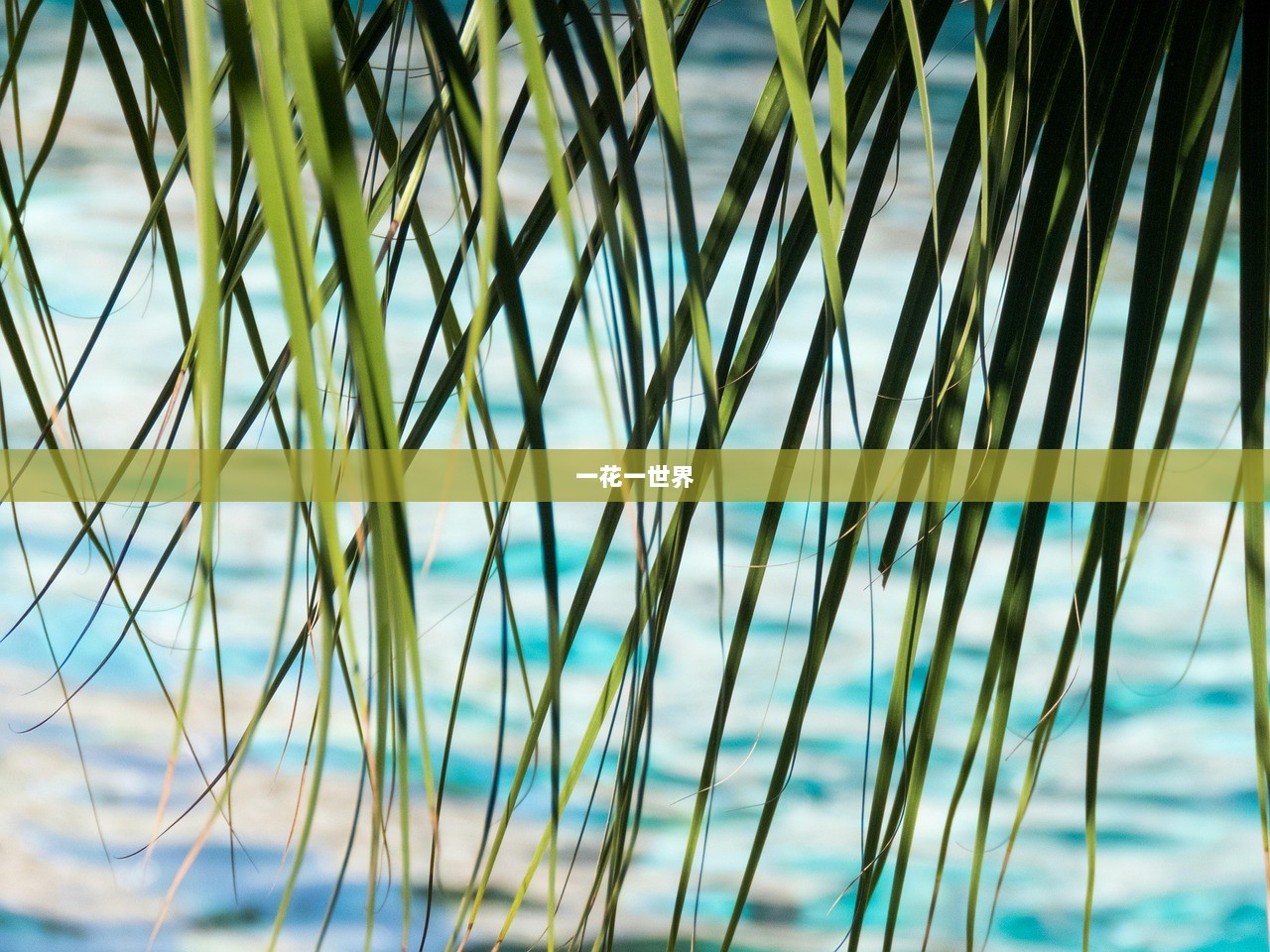 一花一世界