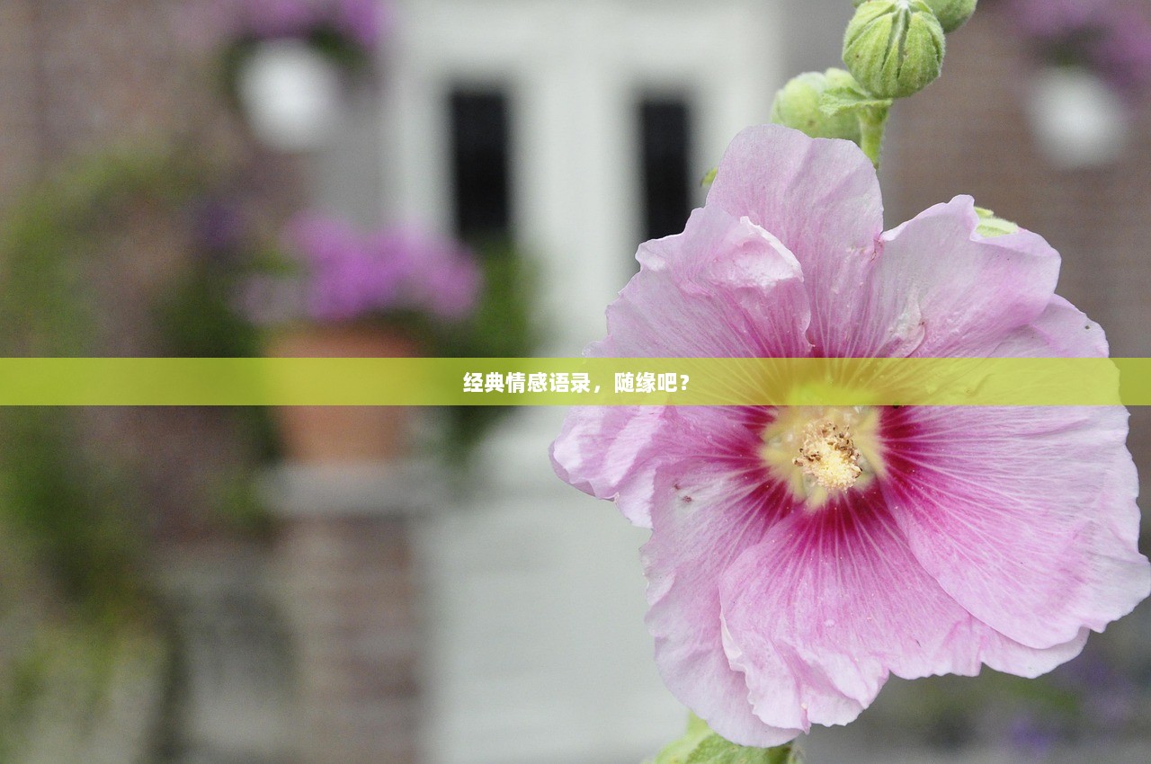 经典情感语录，随缘吧？