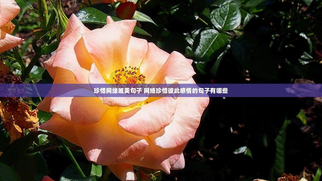 珍惜网缘唯美句子 网络珍惜彼此感情的句子有哪些  第1张