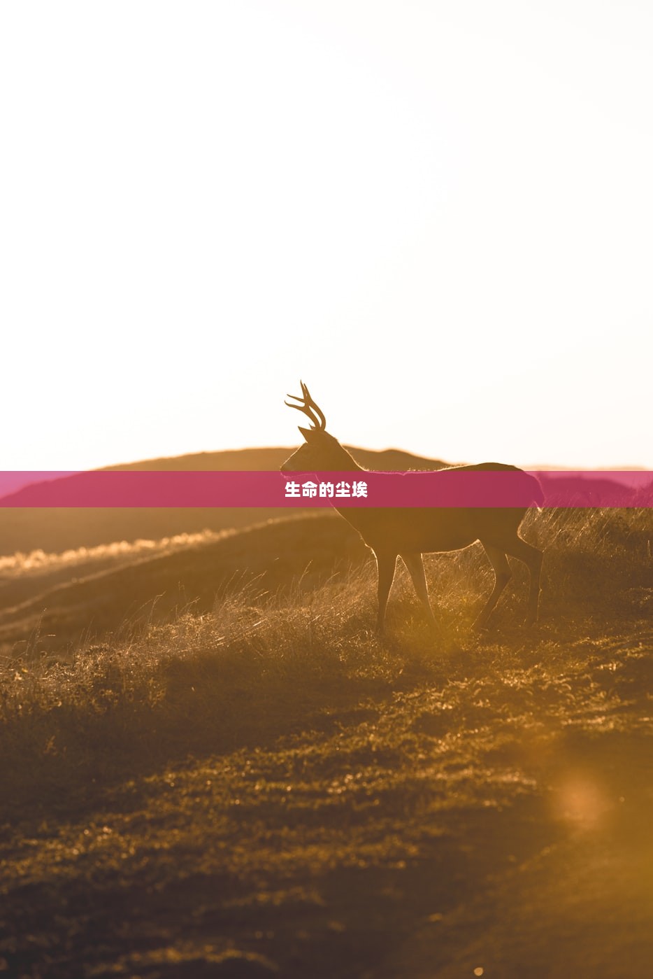 生命的尘埃  第1张