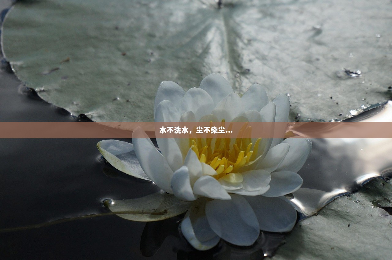 水不洗水，尘不染尘…  第1张