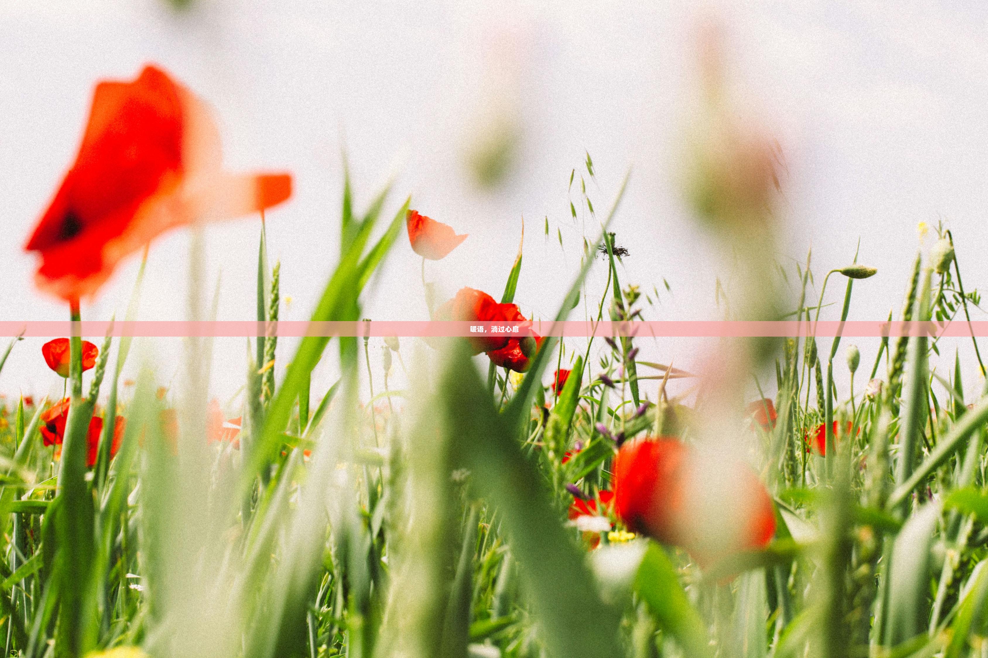 暖语，淌过心扉  第1张