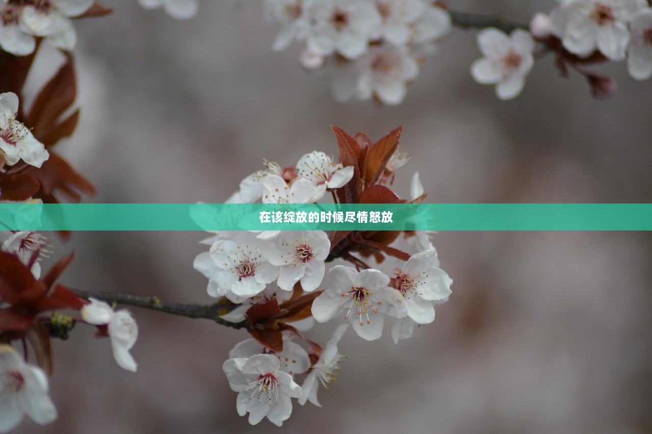 在该绽放的时候尽情怒放