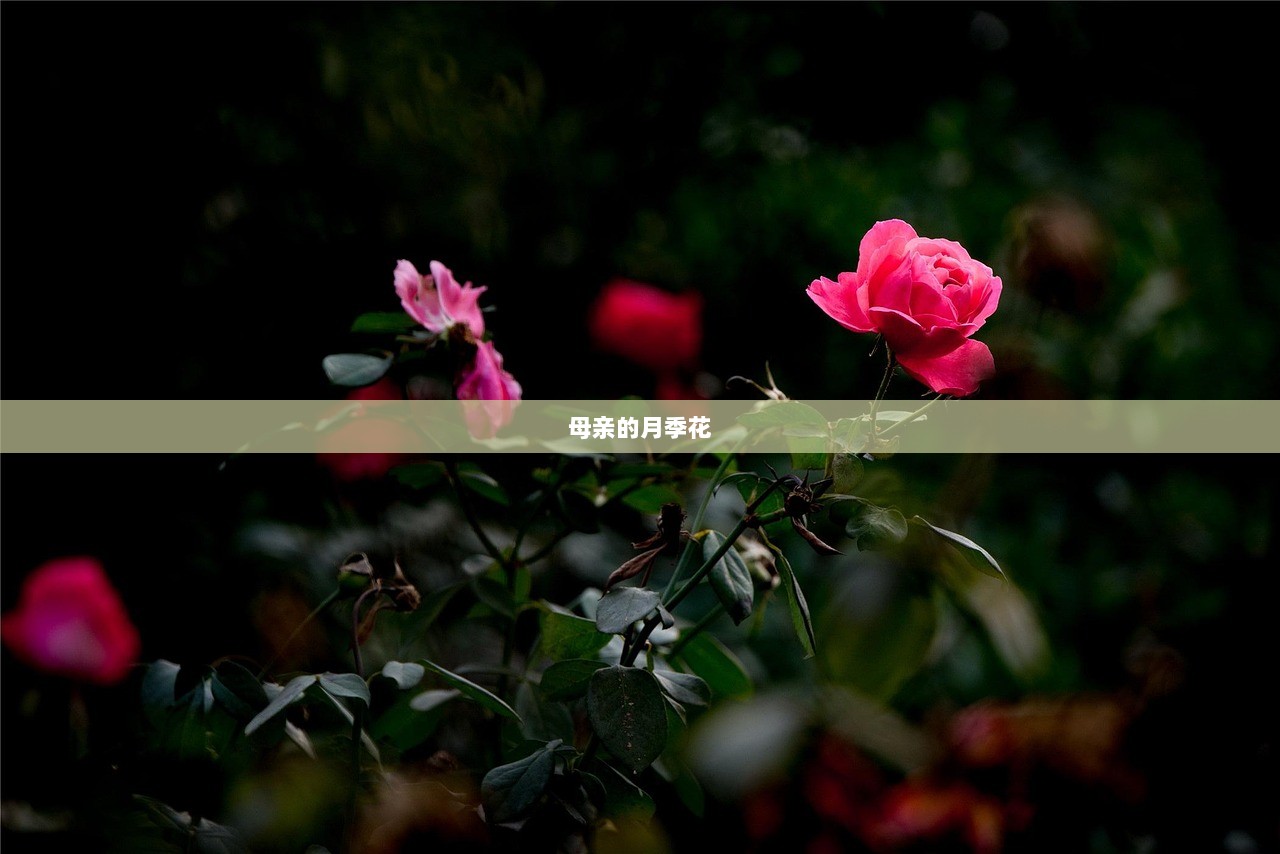 母亲的月季花 第1张 母亲的月季花 第1张