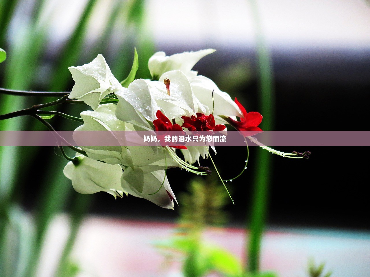 妈妈，我的泪水只为您而流