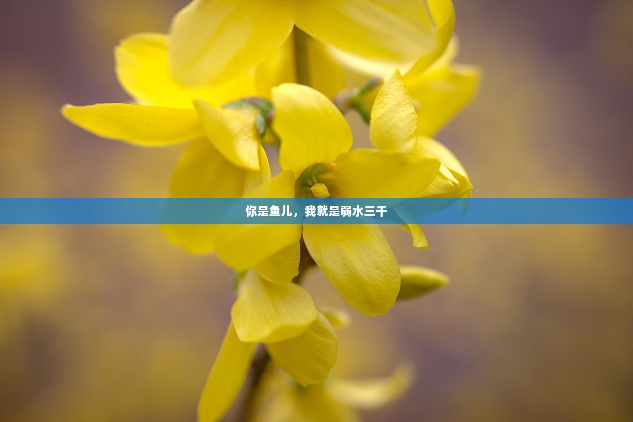 你是鱼儿，我就是弱水三千