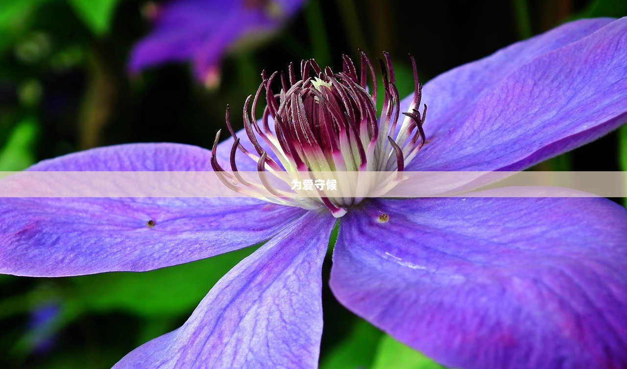 为爱守候  第1张