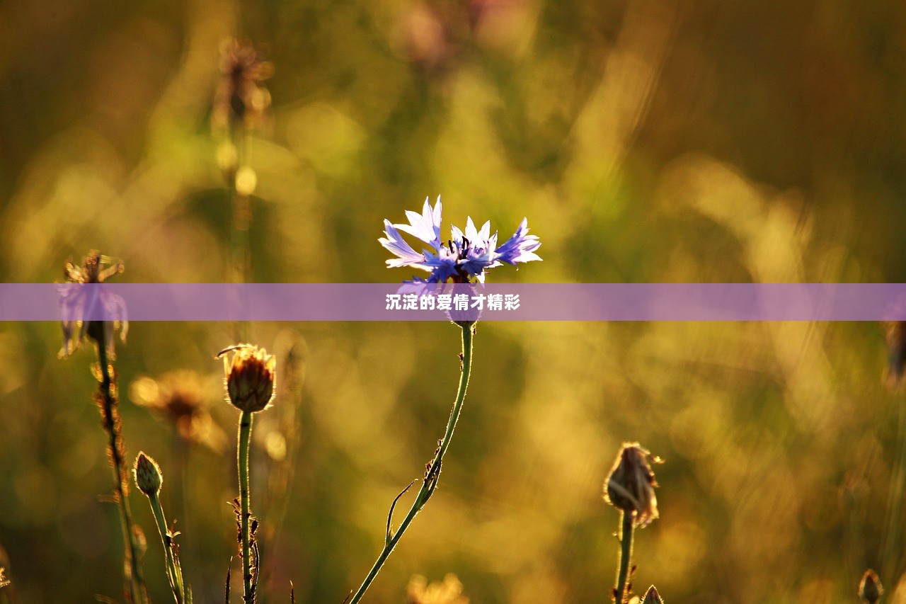 沉淀的爱情才精彩