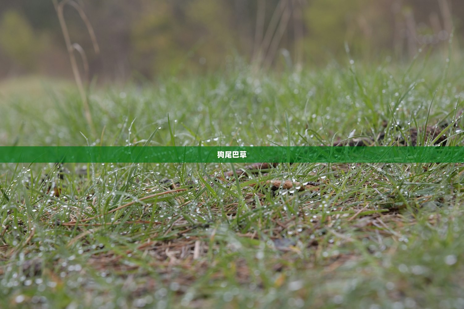 狗尾巴草