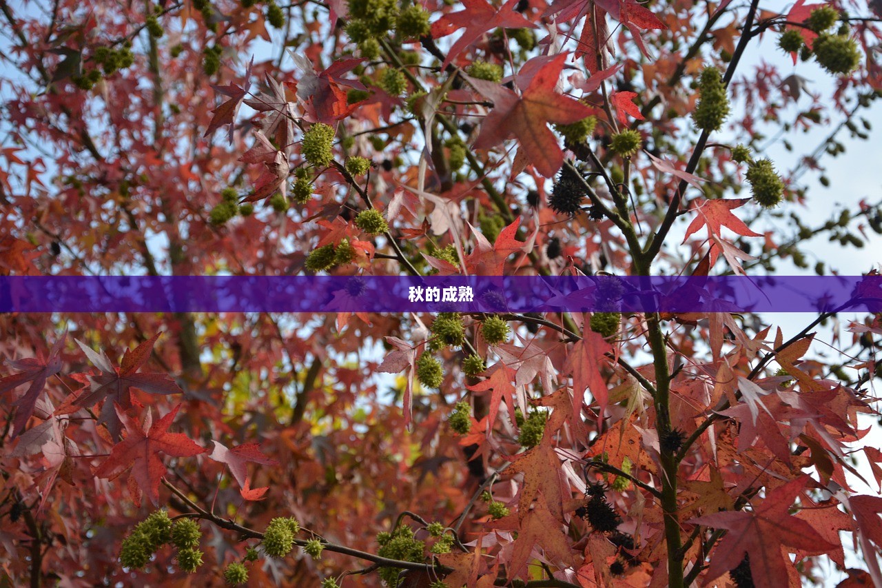 秋的成熟