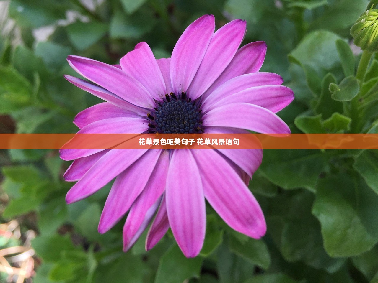 花草景色唯美句子 花草风景语句