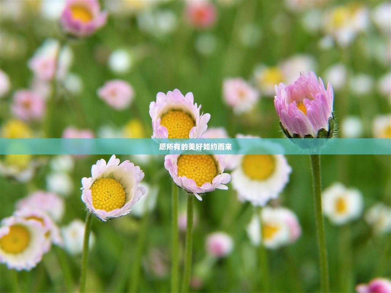 愿所有的美好如约而来