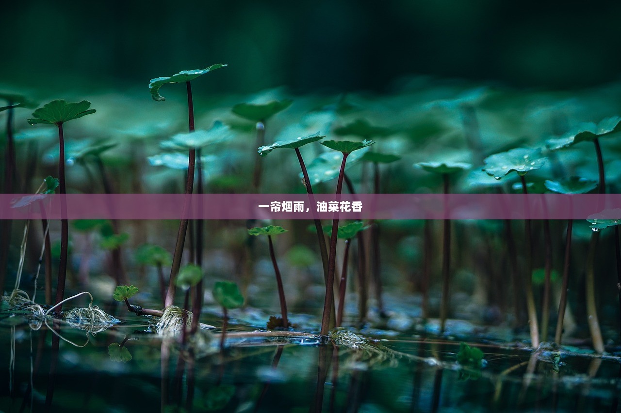 一帘烟雨，油菜花香