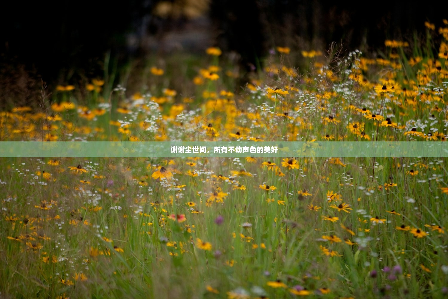 谢谢尘世间，所有不动声色的美好
