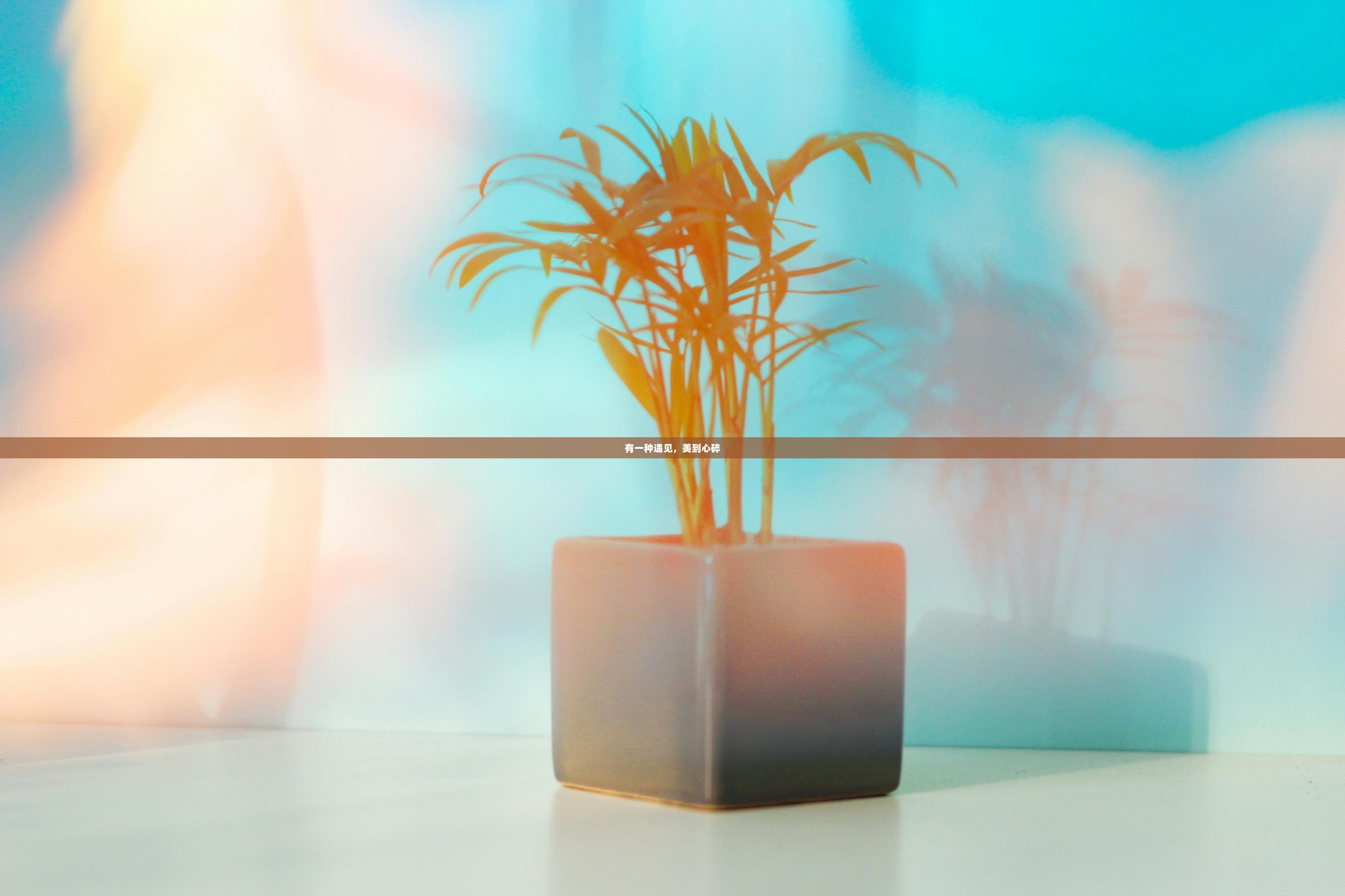 有一种遇见，美到心碎