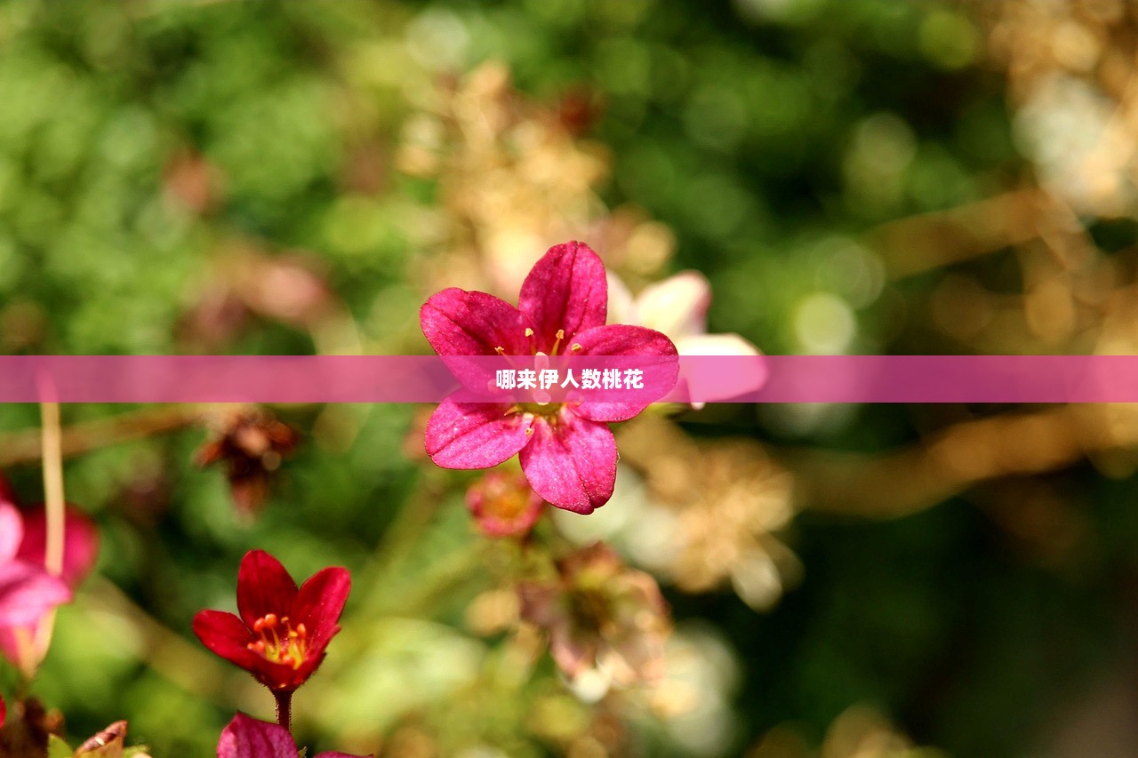 哪来伊人数桃花