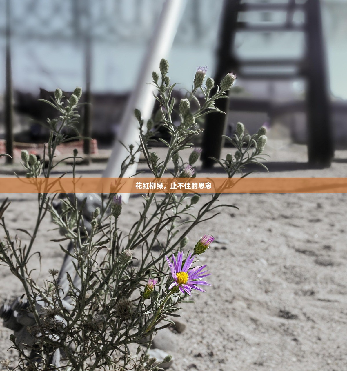 花红柳绿，止不住的思念