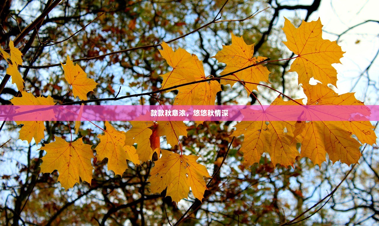 款款秋意浓，悠悠秋情深