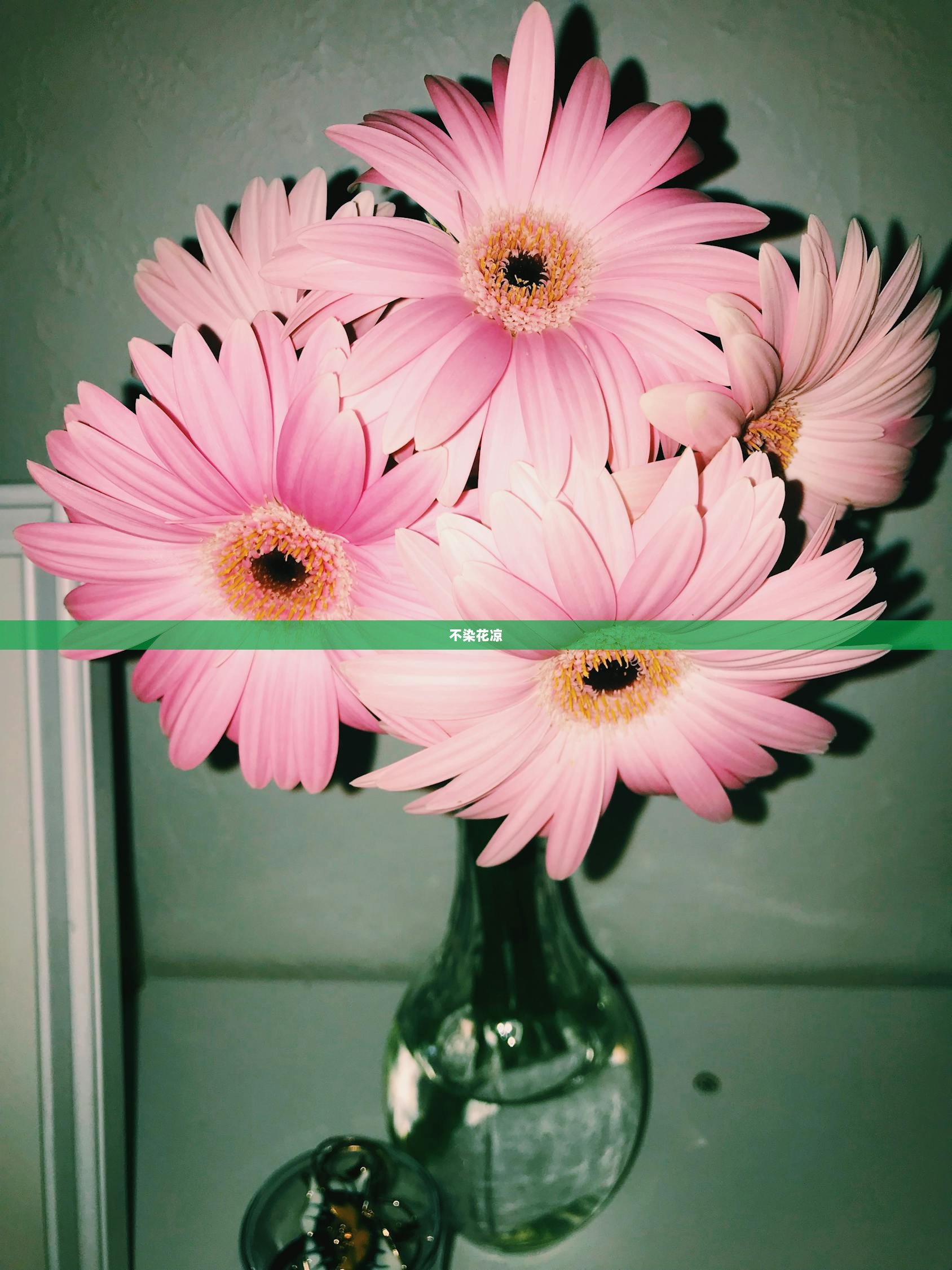 不染花凉  第1张