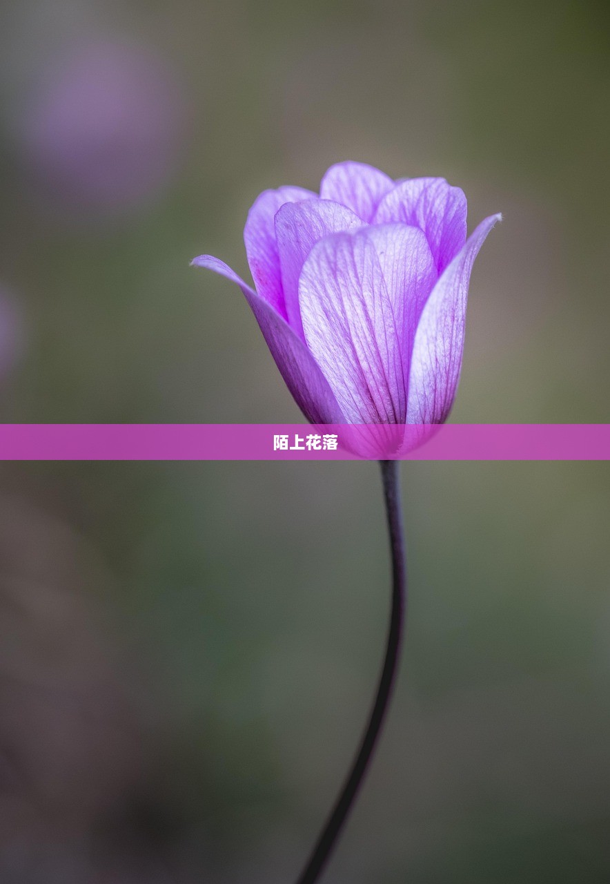 陌上花落  第1张