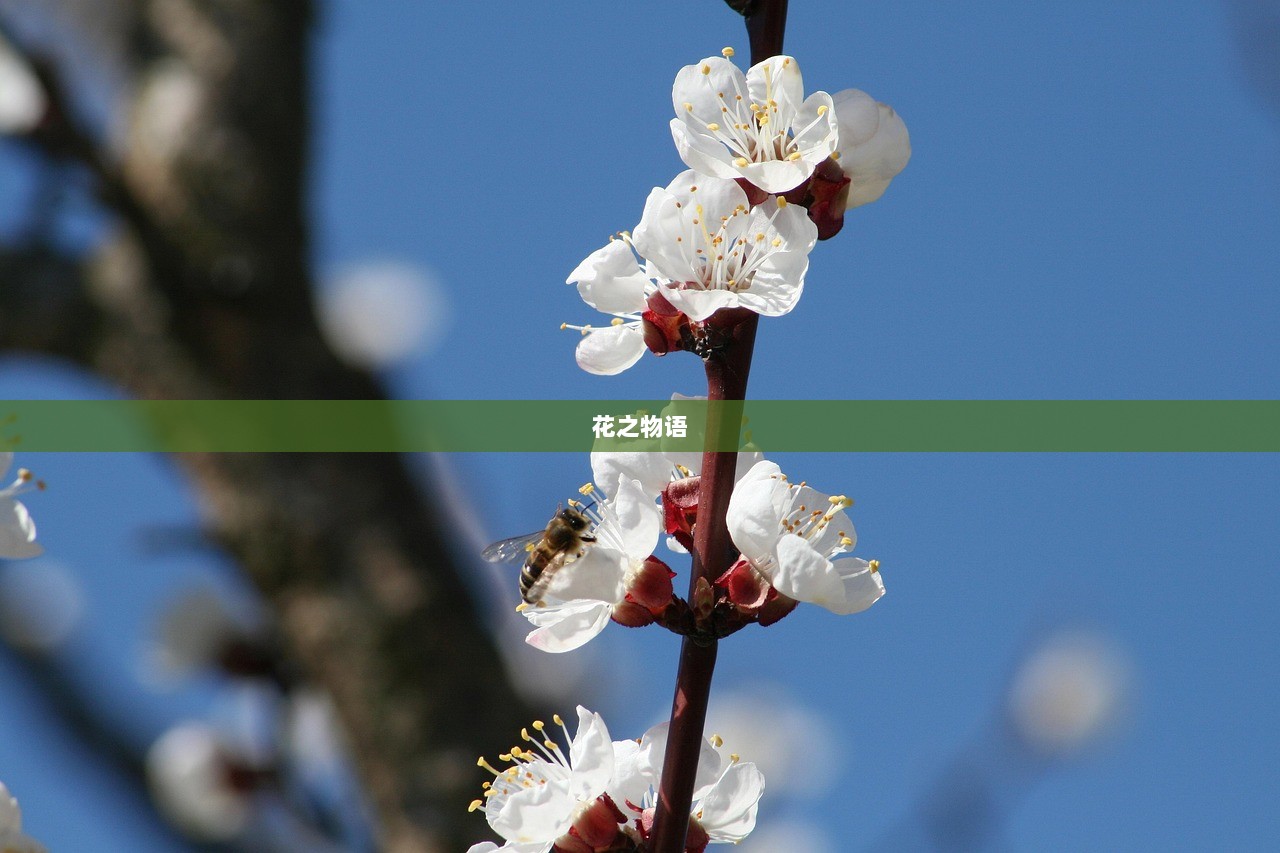 花之物语  第1张