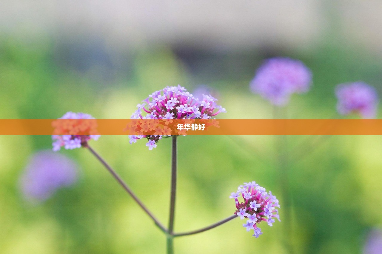 年华静好