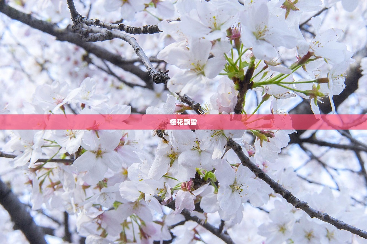 樱花飘雪  第1张