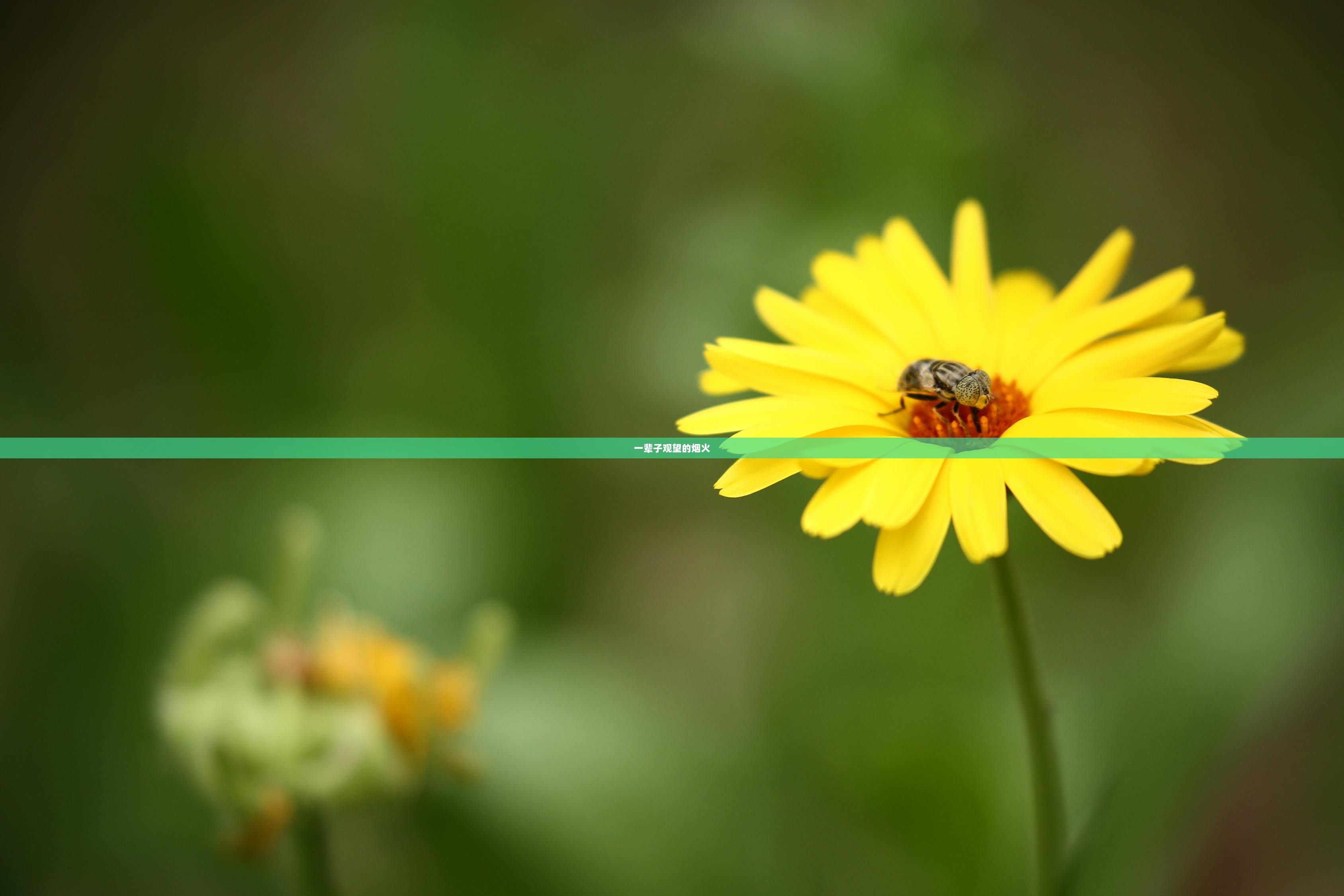 一辈子观望的烟火