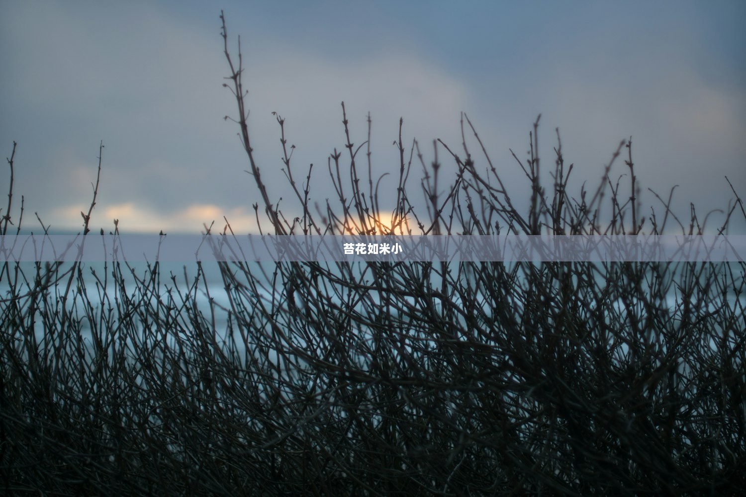 苔花如米小  第1张