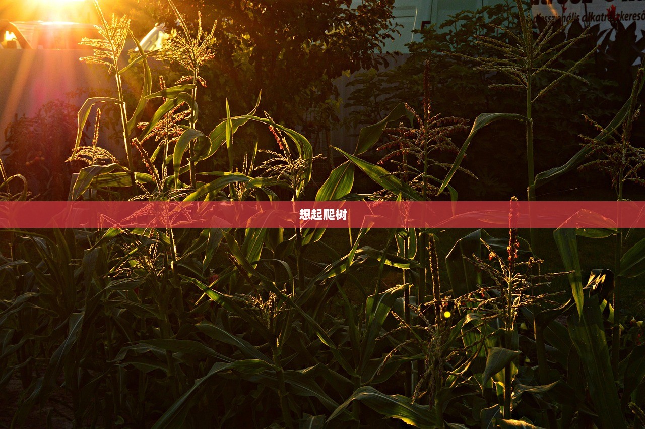 想起爬树  第1张