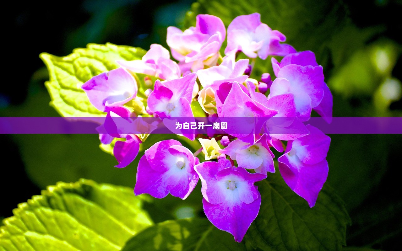 为自己开一扇窗