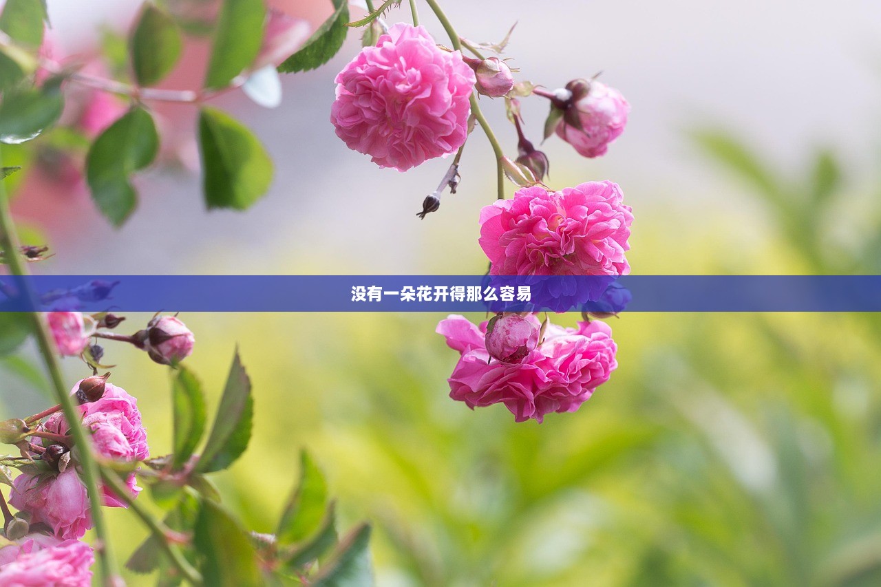 没有一朵花开得那么容易