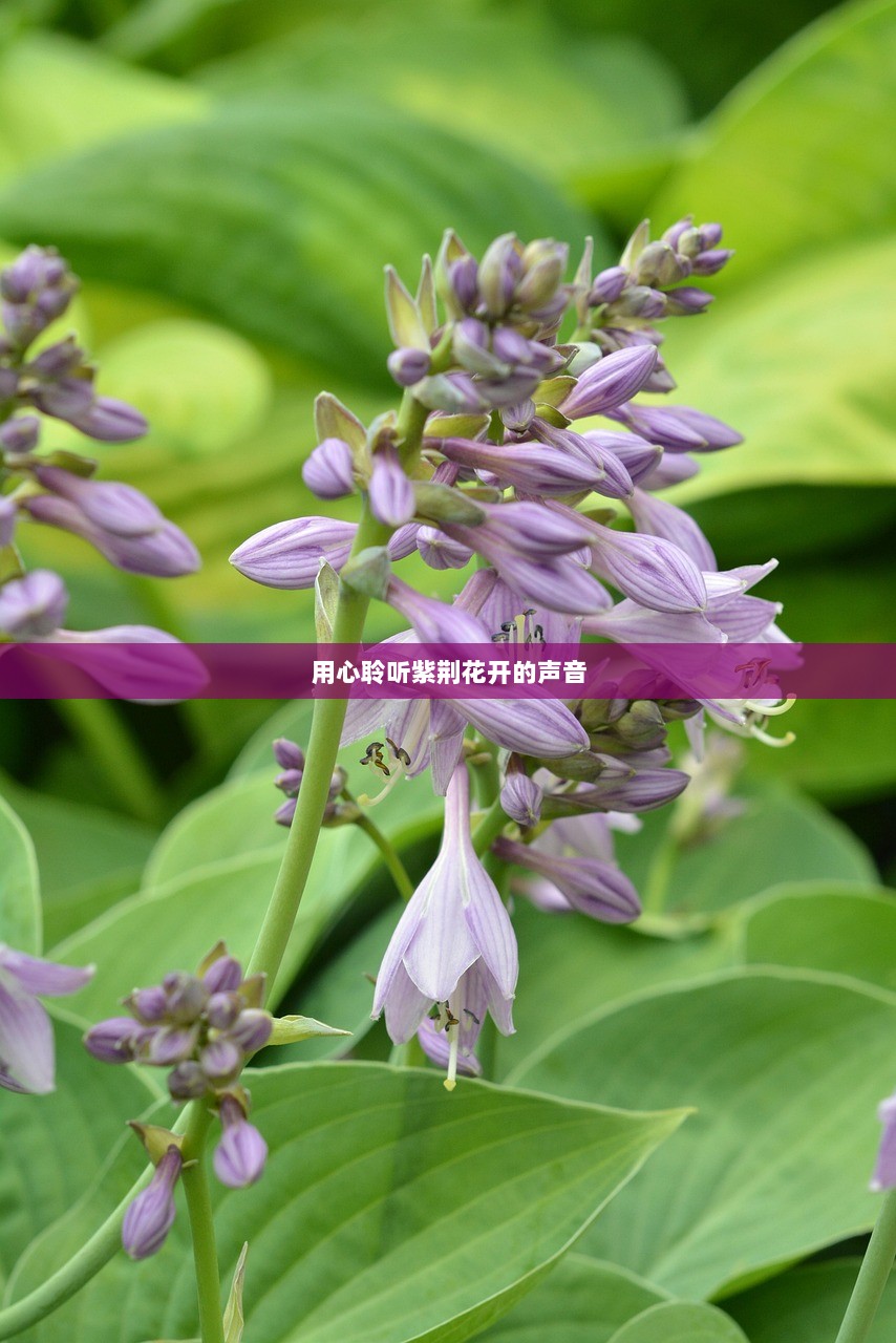 用心聆听紫荆花开的声音