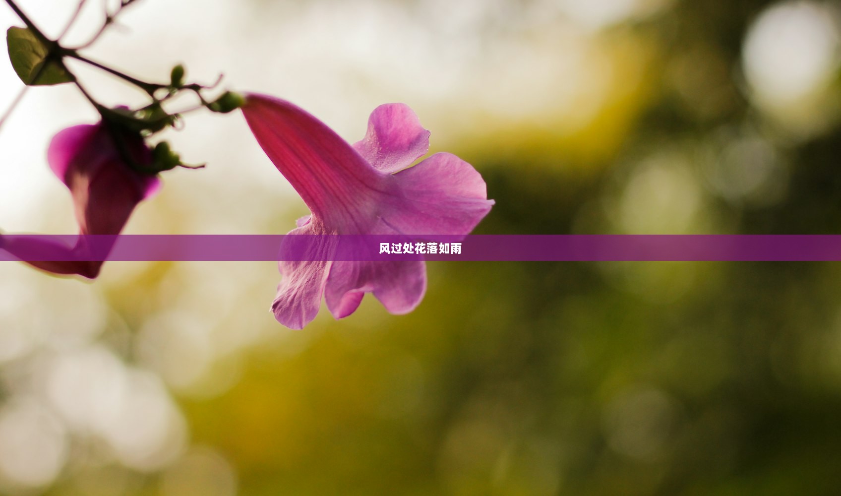 风过处花落如雨