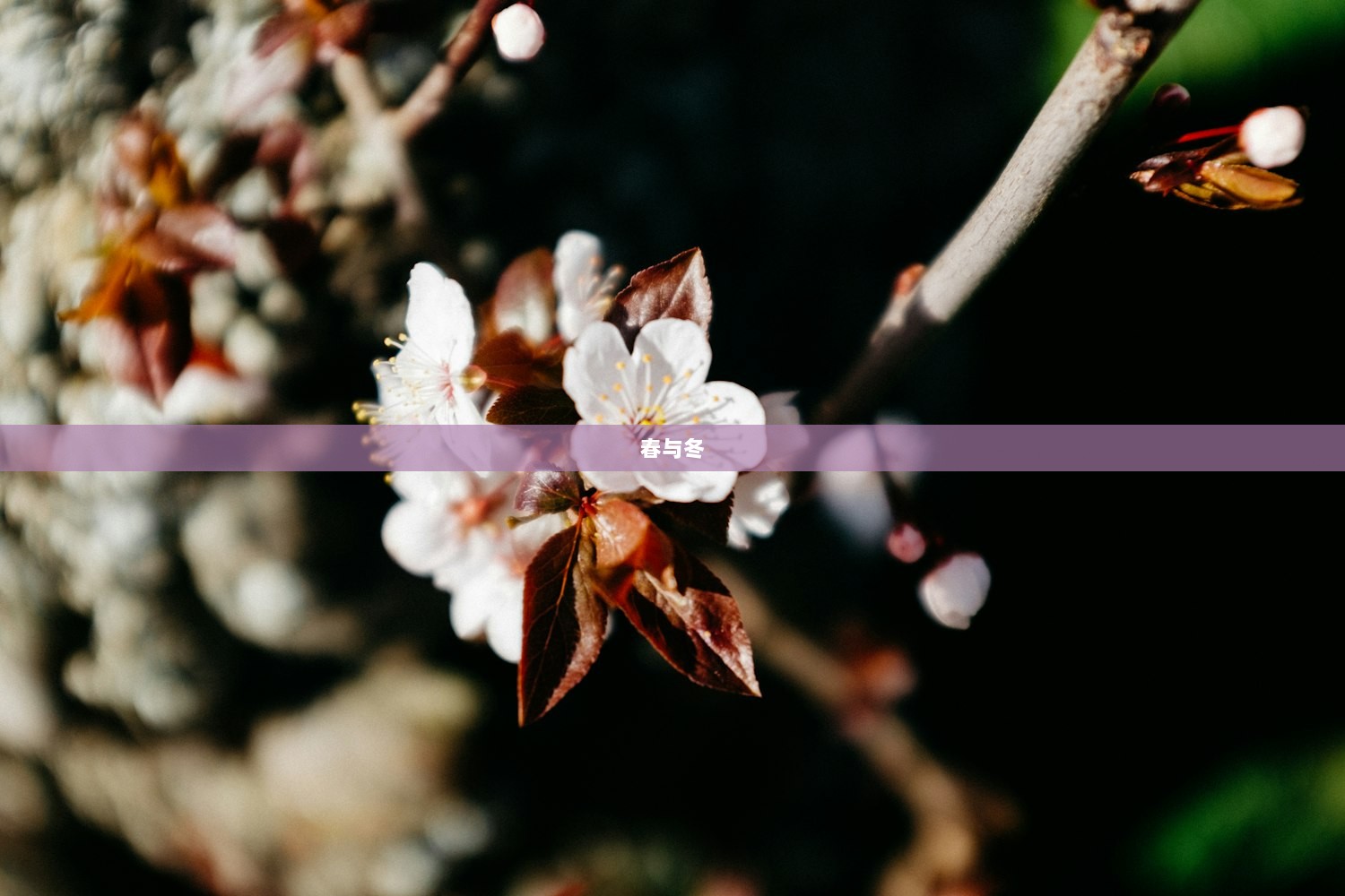 春与冬  第1张