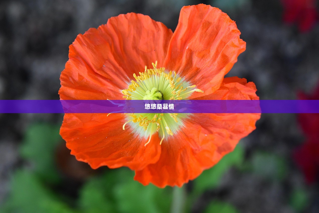 悠悠桑葚情  第1张