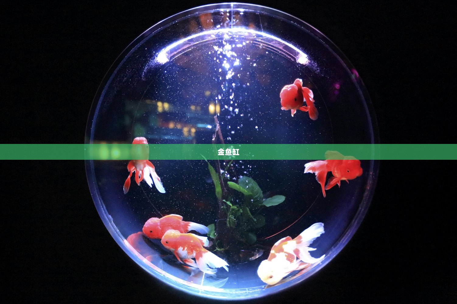 金鱼缸