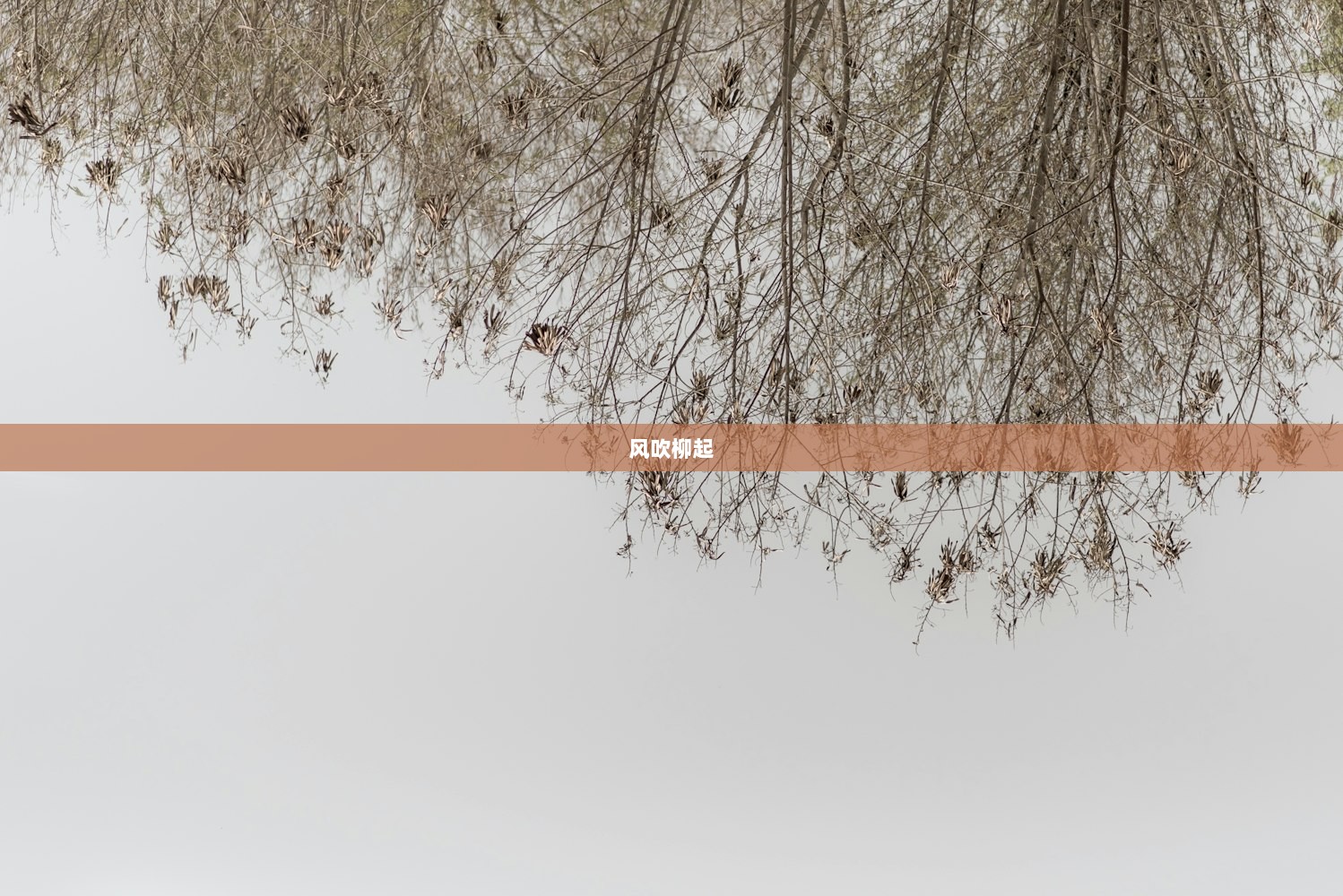 风吹柳起