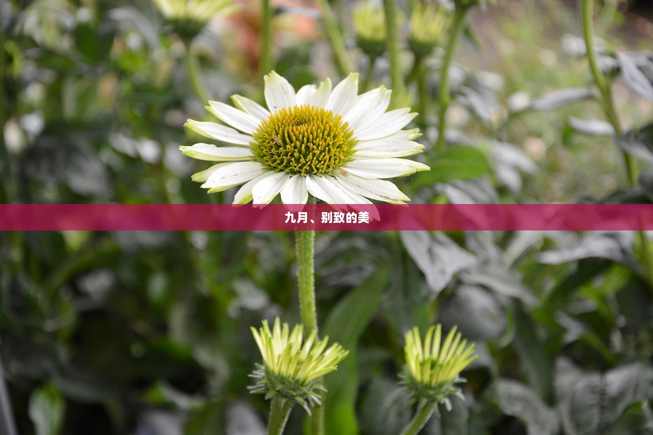 九月、别致的美  第1张