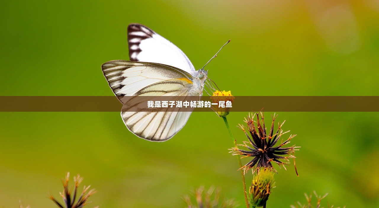 我是西子湖中畅游的一尾鱼