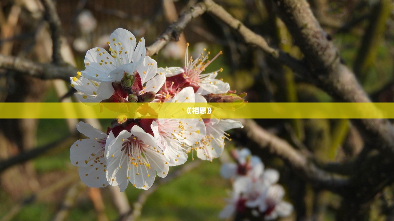 《相思》