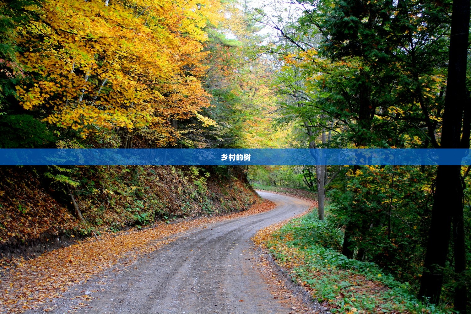 乡村的树