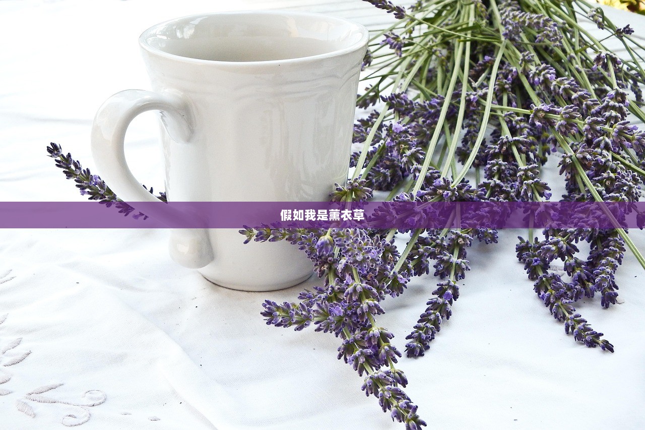 假如我是薰衣草